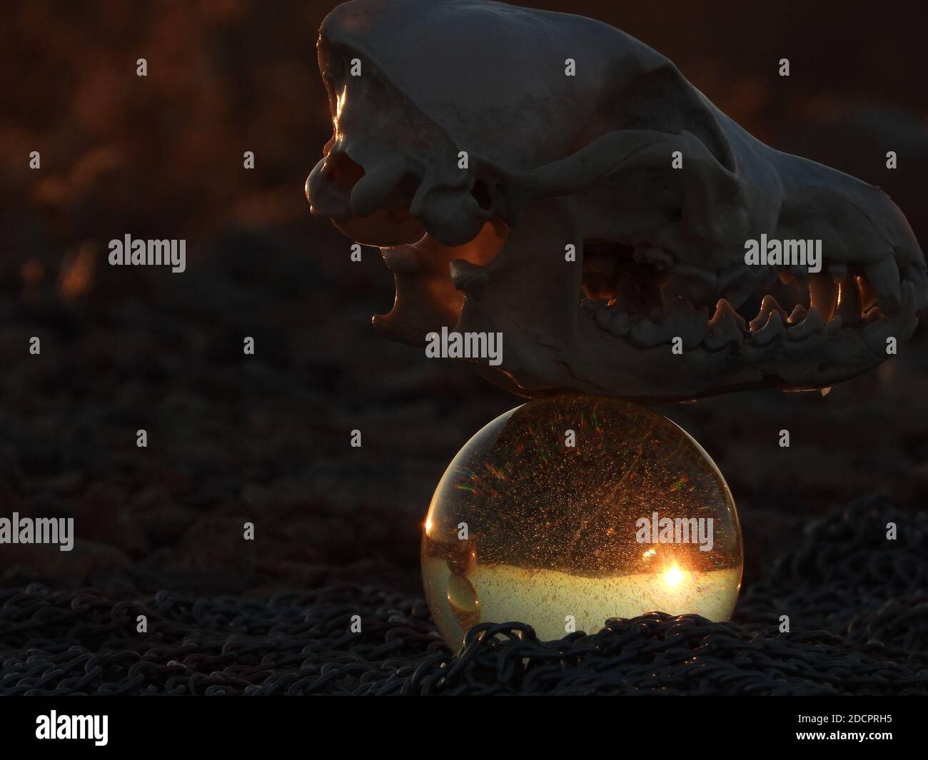Schädel, Äpfel und Kugeln 22 Stockfoto