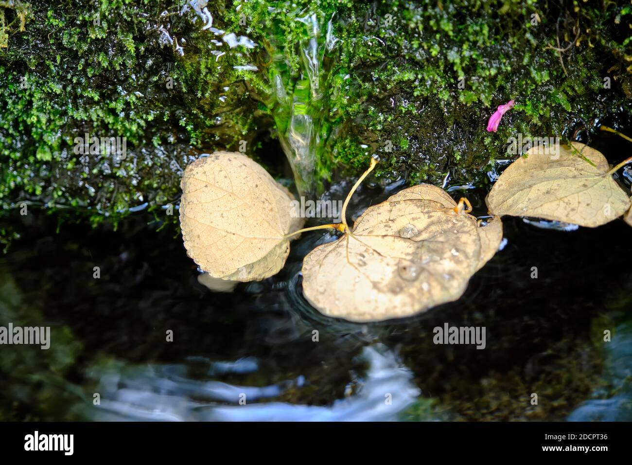 Blätter schweben in einem Teich in einem japanischen Garten. Stockfoto