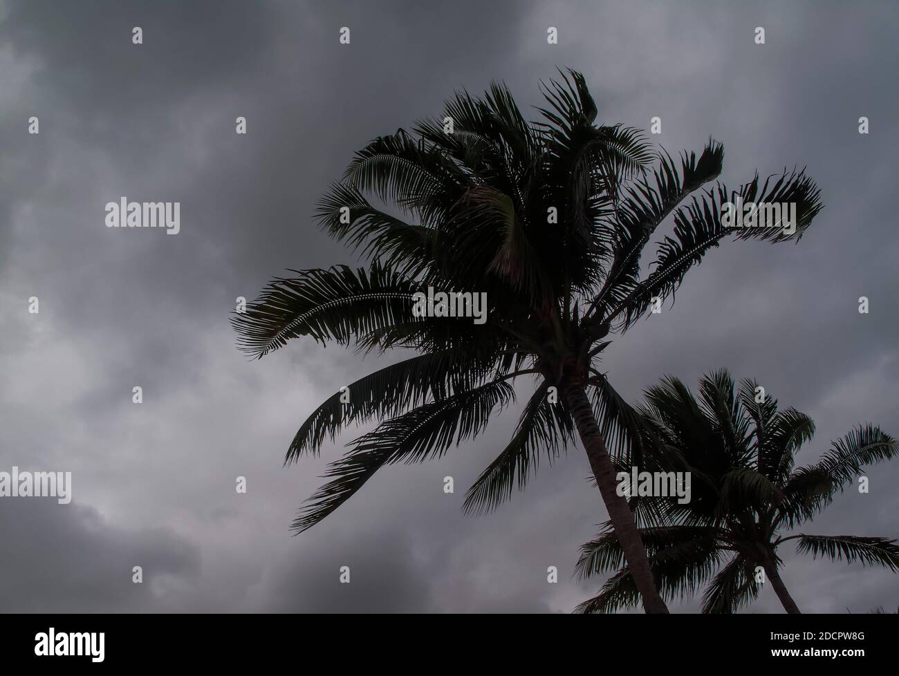 Tropische Sturmwolken und Palme leaves.high.6108.jpg Stockfoto