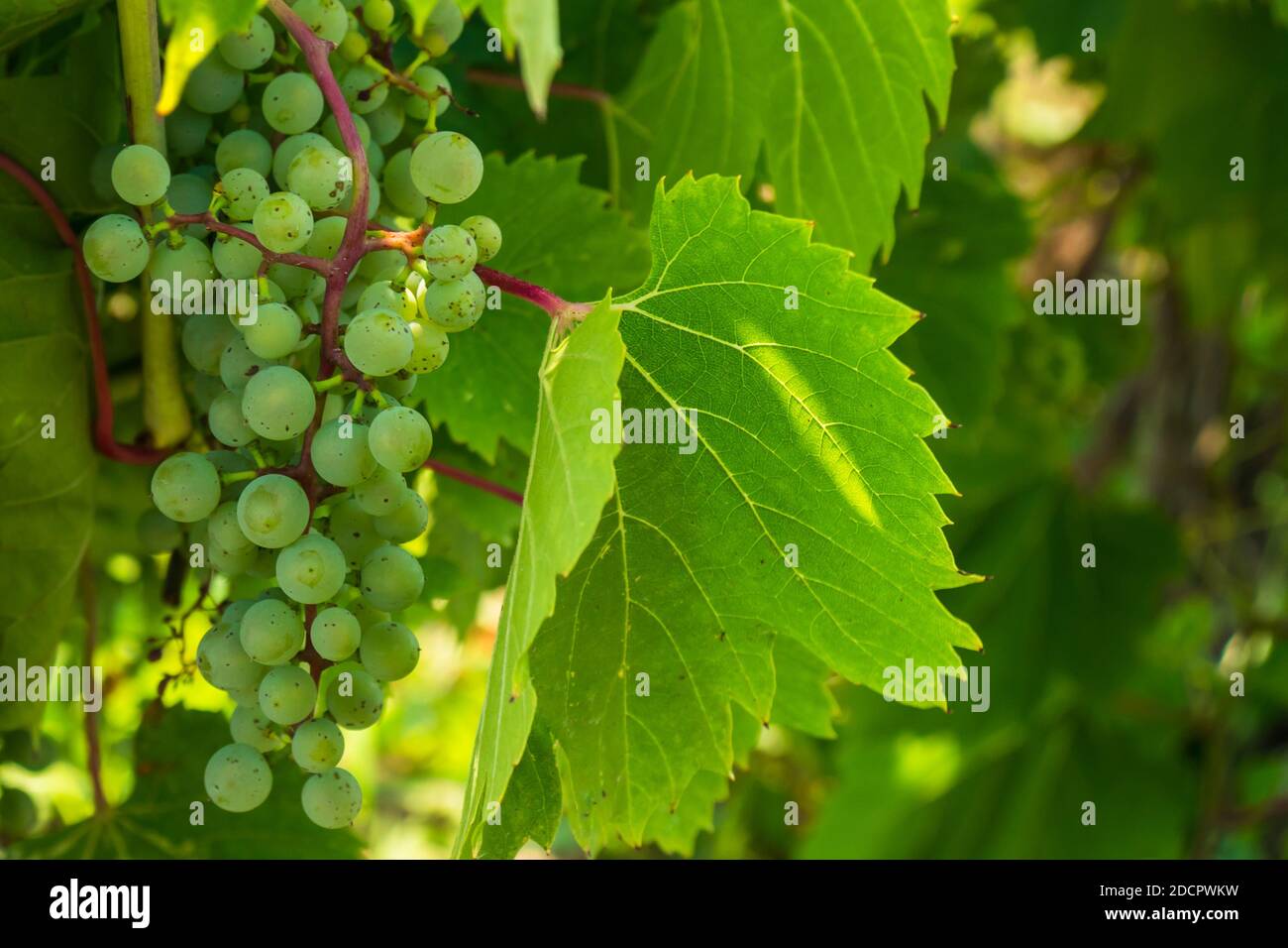 Trauben für das Weingut in PE County ON, Kanada Stockfoto
