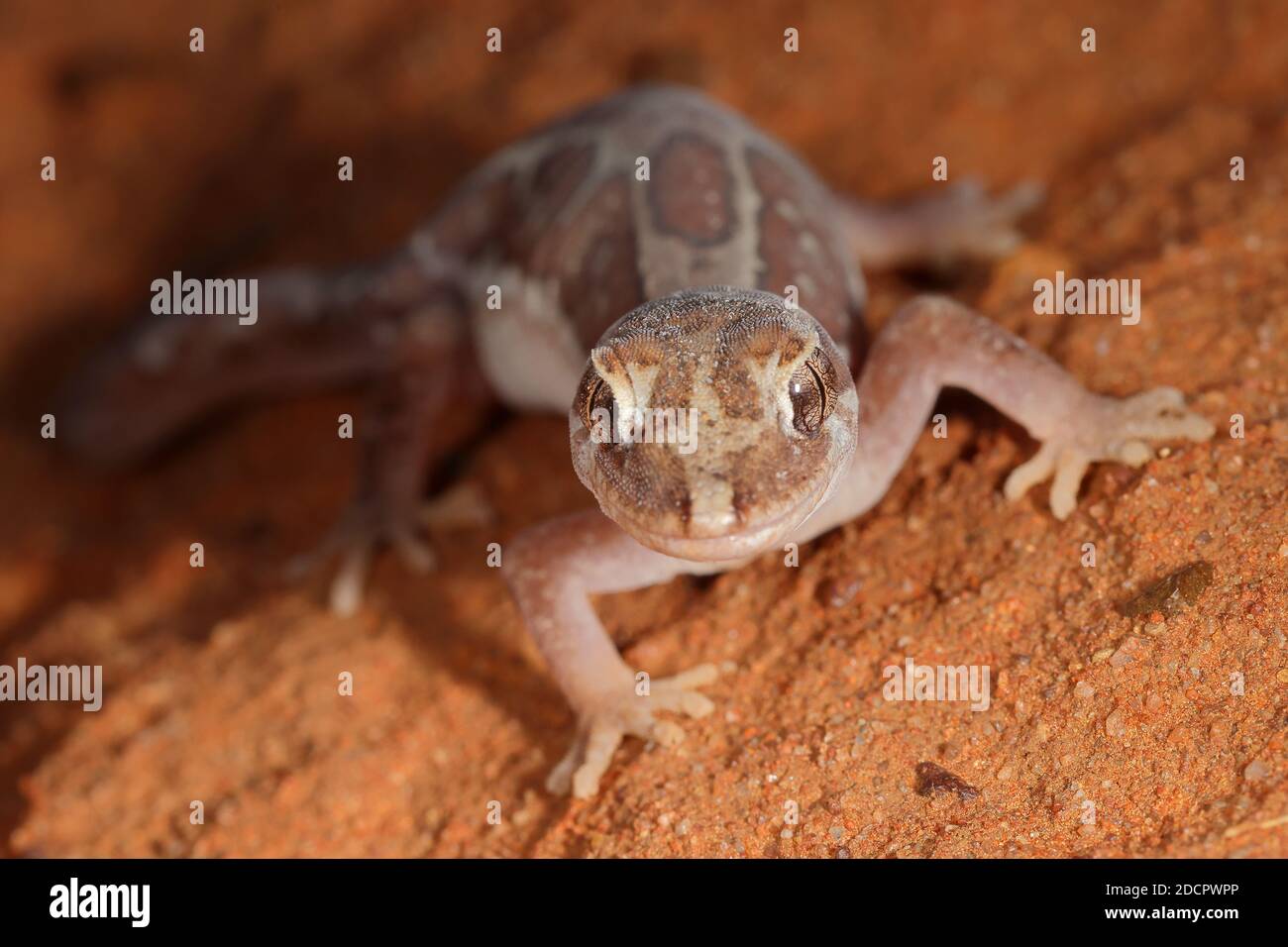 Nahaufnahme eines Geckos mit Box-Muster Stockfoto