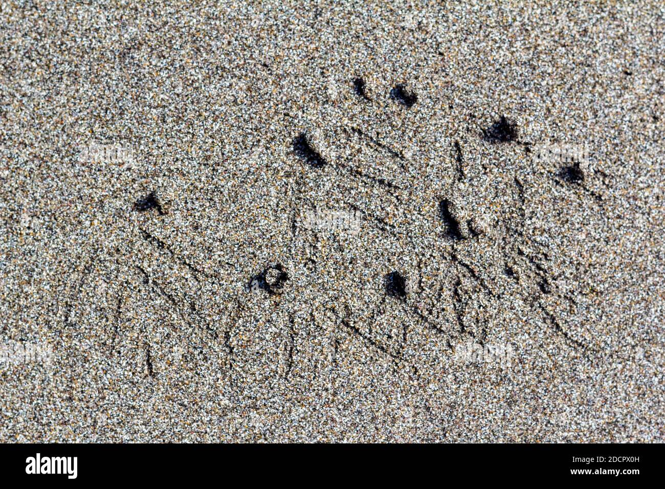 Vogelfußabdrücke auf dem Sand auf Corregidor Island, Philippinen Stockfoto