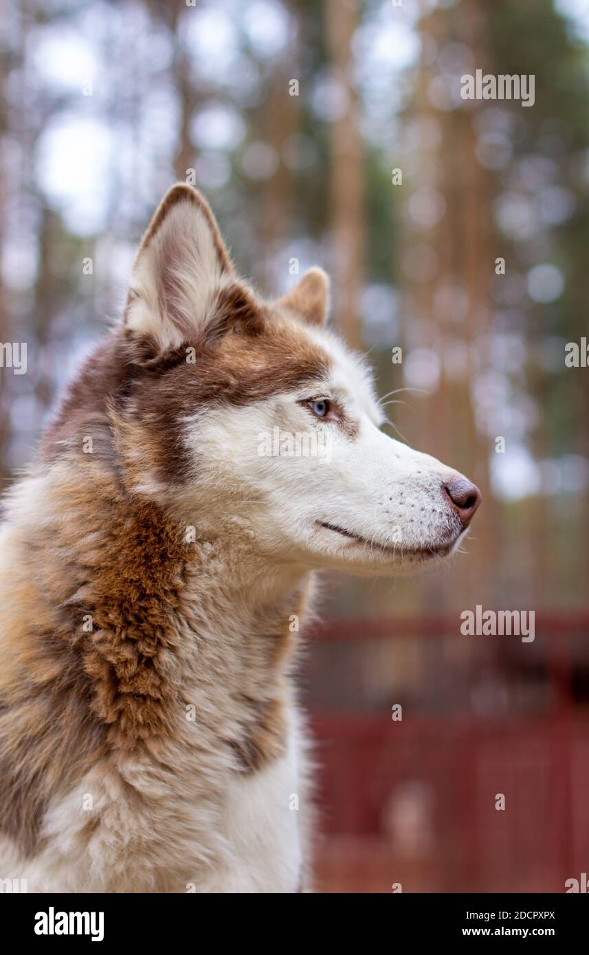 Portraitaufnahme eines sibirischen Husky Hundes mit blauen Augen in der Natur. Stockfoto