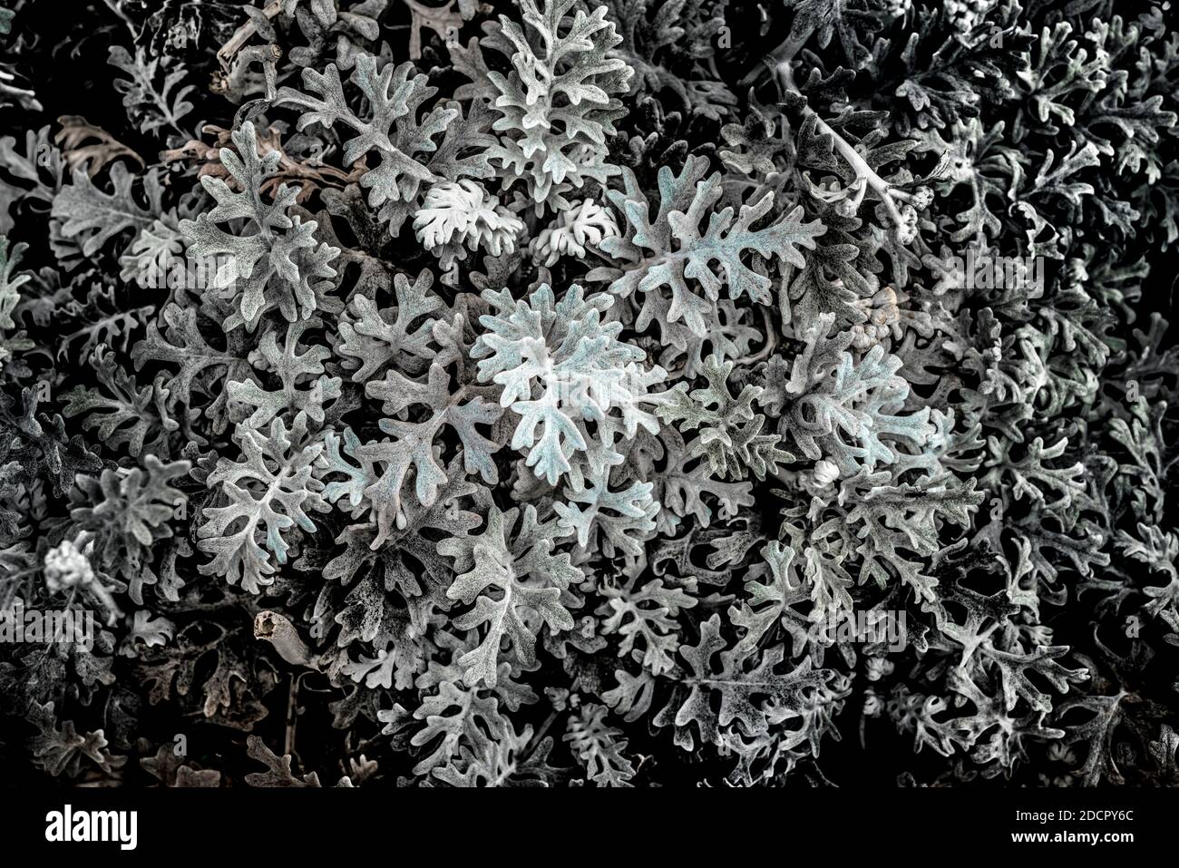 Weiße Textur von Pflanzenblättern Stockfoto