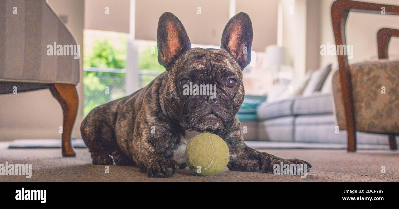 Cute französisch Bulldog wartet zu spielen. Stockfoto