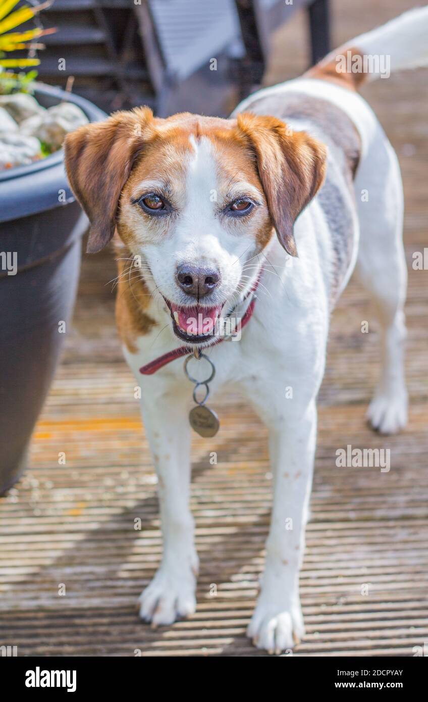 Cute Beagle bereit, draußen zu spielen. Stockfoto