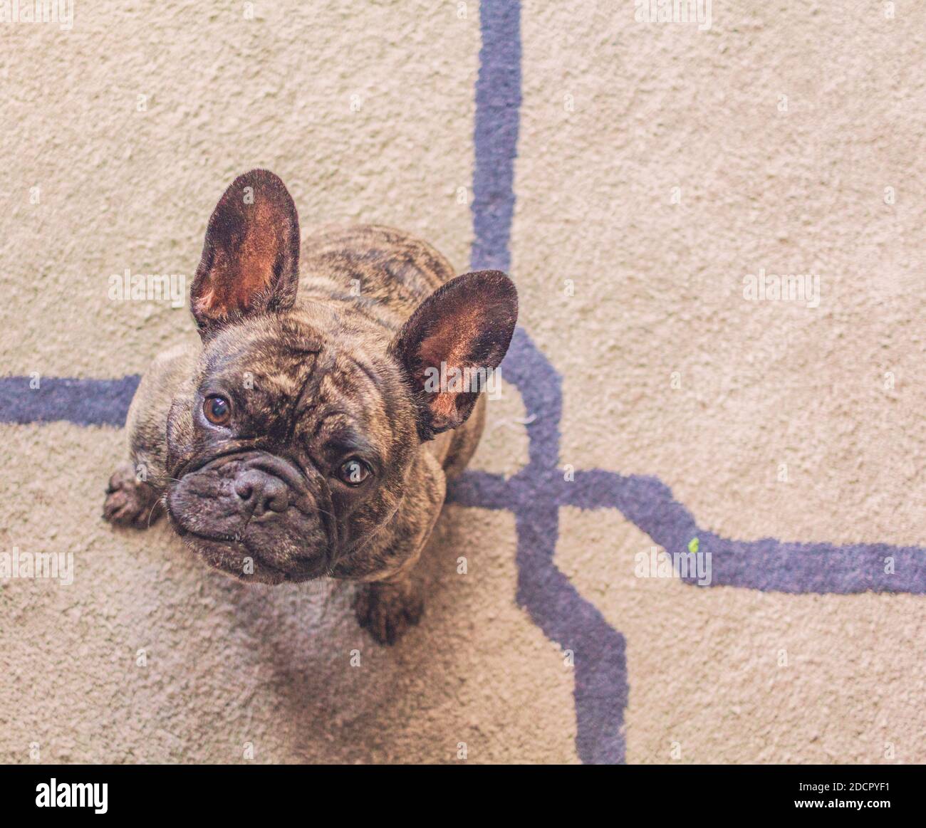Nette französische Bulldogge betteln auf einem Teppich Stockfoto