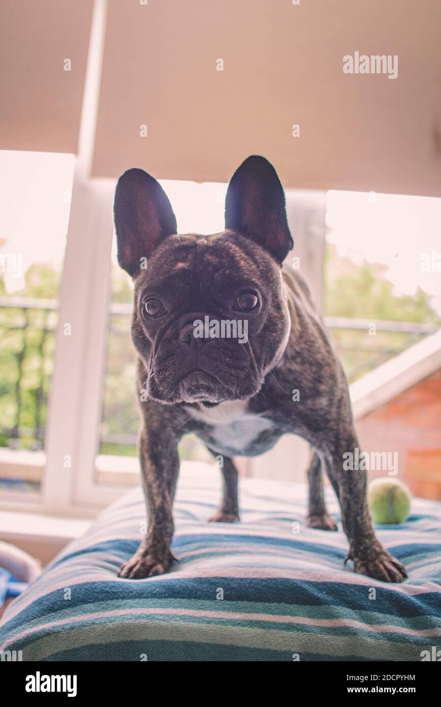 Cute französisch Bulldog bereit zu spielen Stockfoto