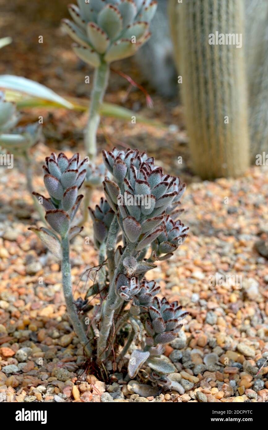 Eine Panda Pfote Pflanze - Kalanchoe tomentosa Stockfoto