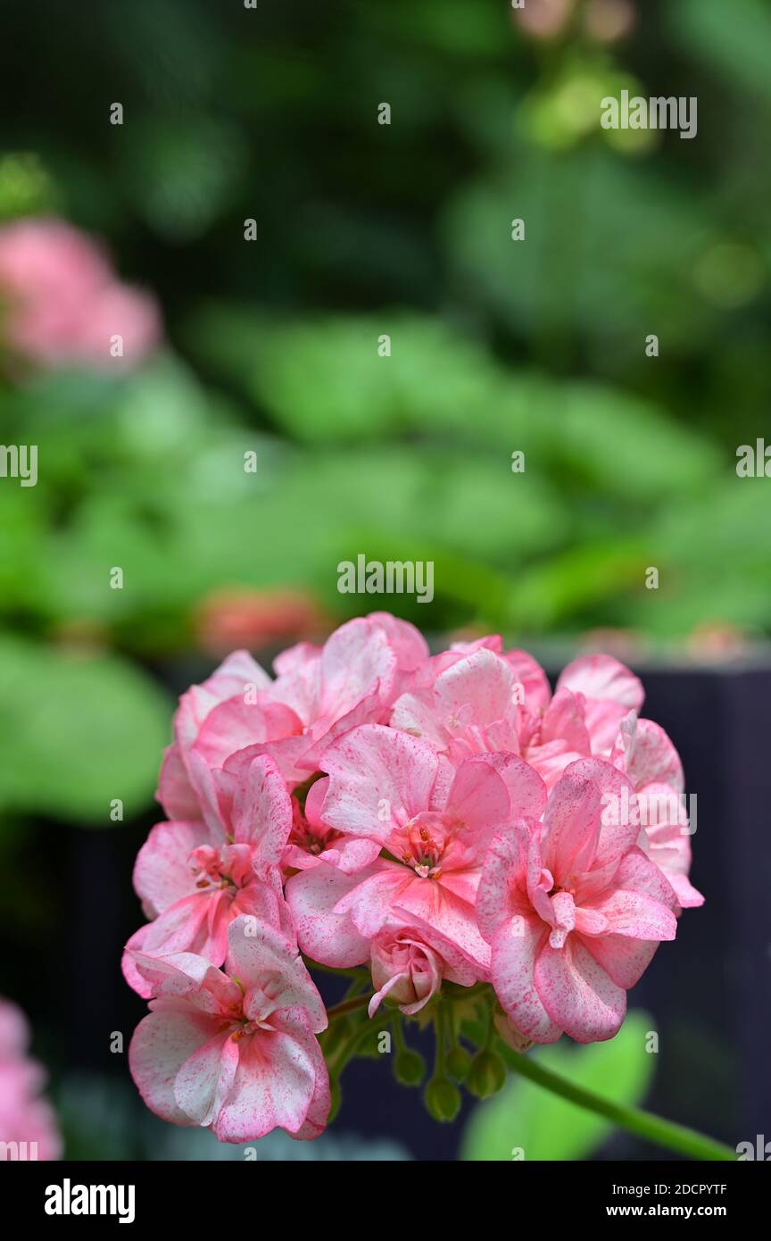 Schöne Blüte von rosa Pelargonium Blüten. Pelargonium sind immergrüne Stauden, die in gemäßigten und tropischen Regionen der Welt heimisch sind. Stockfoto