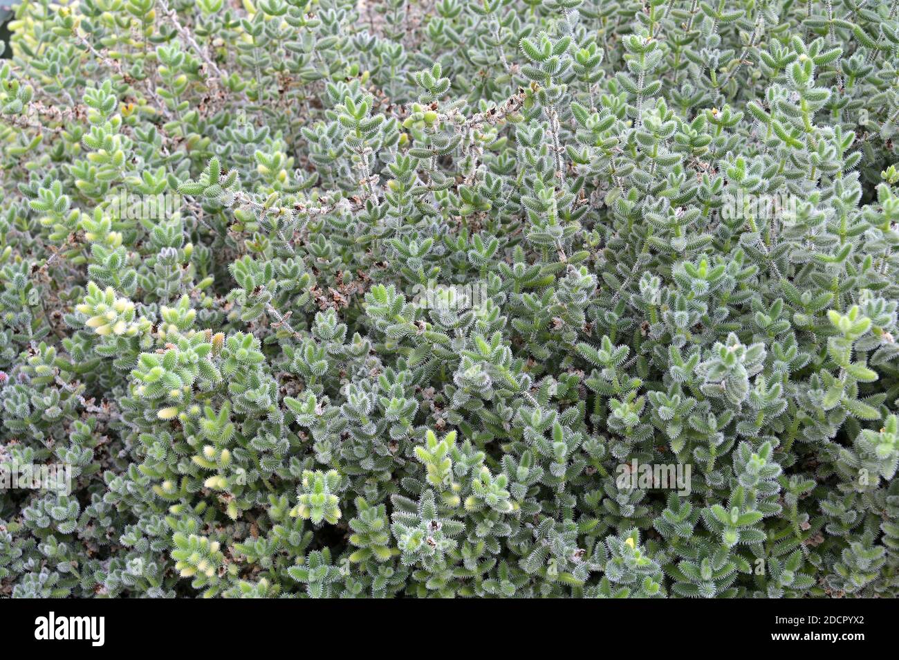 Eine Gruppe von Delosperma echinatum, allgemein bekannt als Pickle Plant. Die Sukkulente stammt aus Südafrika und kann bis zu 45cm hoch werden. Stockfoto
