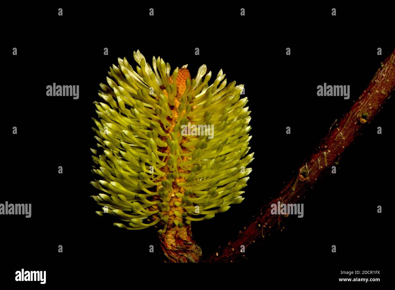 Eine frische Banksia Blume - gerade eröffnet. Diese hübschen Blumen sind bei Vögeln und Insekten beliebt und sehen schnell zerlumpt und gefressen aus! Stockfoto