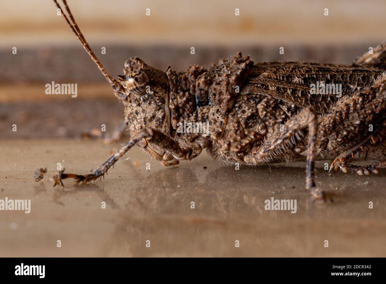 Kurzhörniger Grasshopper der Familie Ommexechidae Stockfoto
