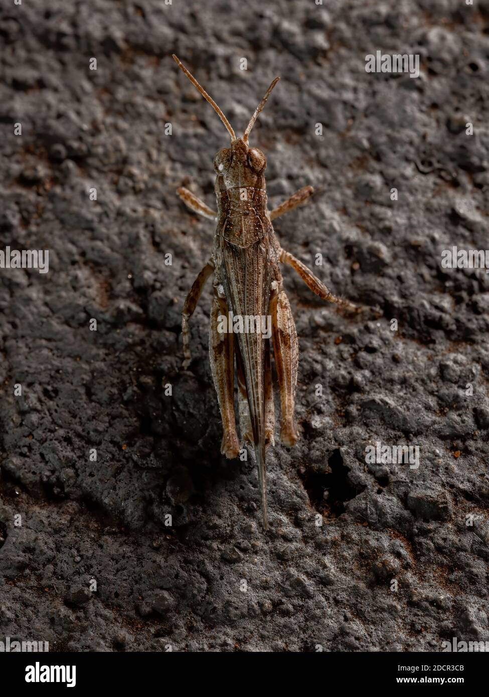 Stichtelgrasschrecke der Gattung Orphulella Stockfoto