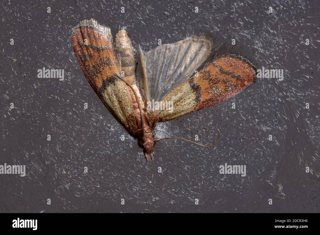 Indische Mahlzeit Motte der Art Plodia interpunctella Stockfoto