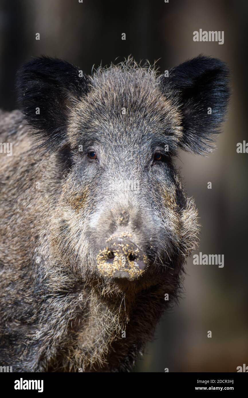 Portrait Männchen Wildschwein im Herbstwald. WildlifeSzene