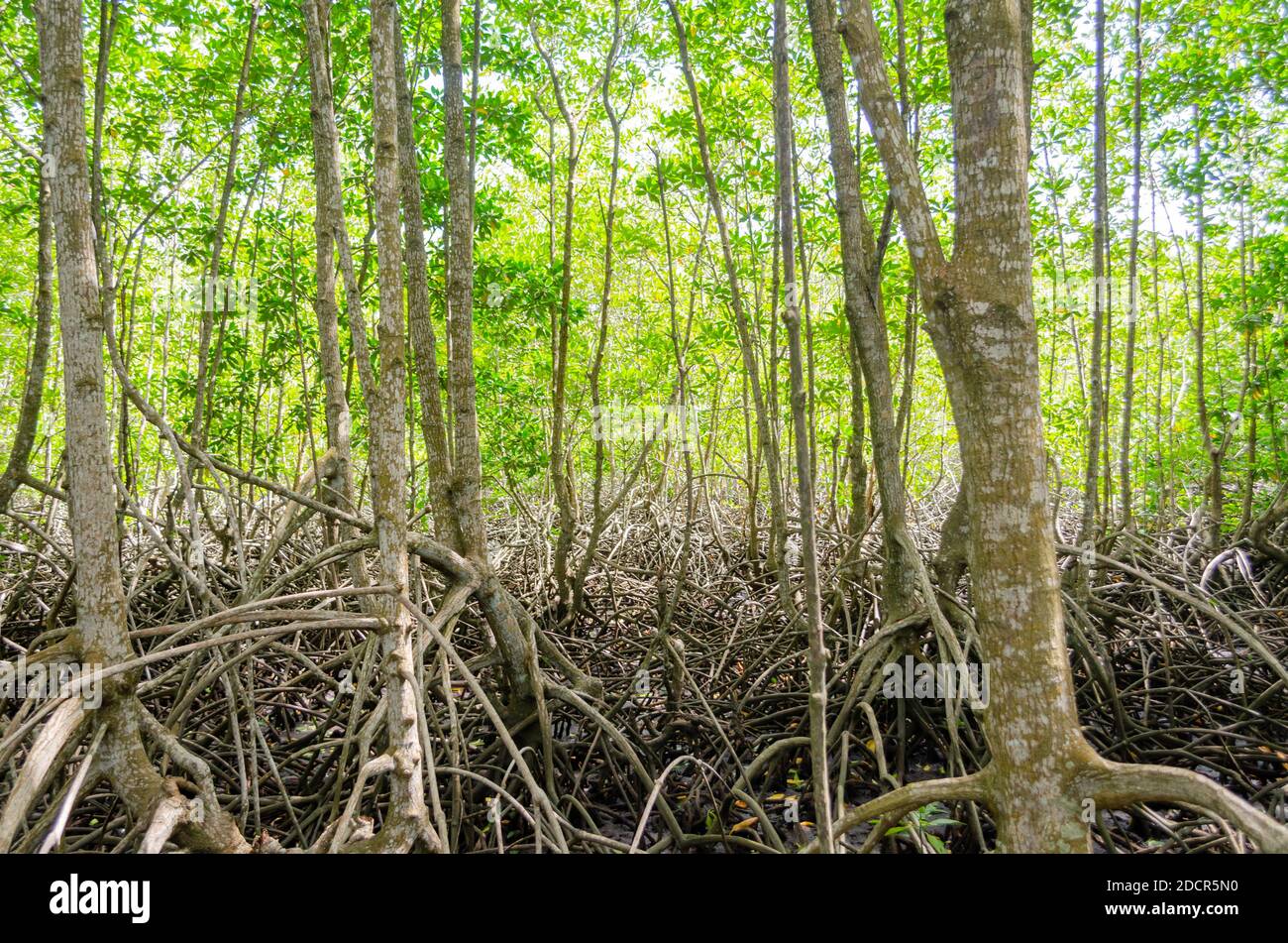Avicennia alba Fotos und Bildmaterial in hoher Auflösung Alamy