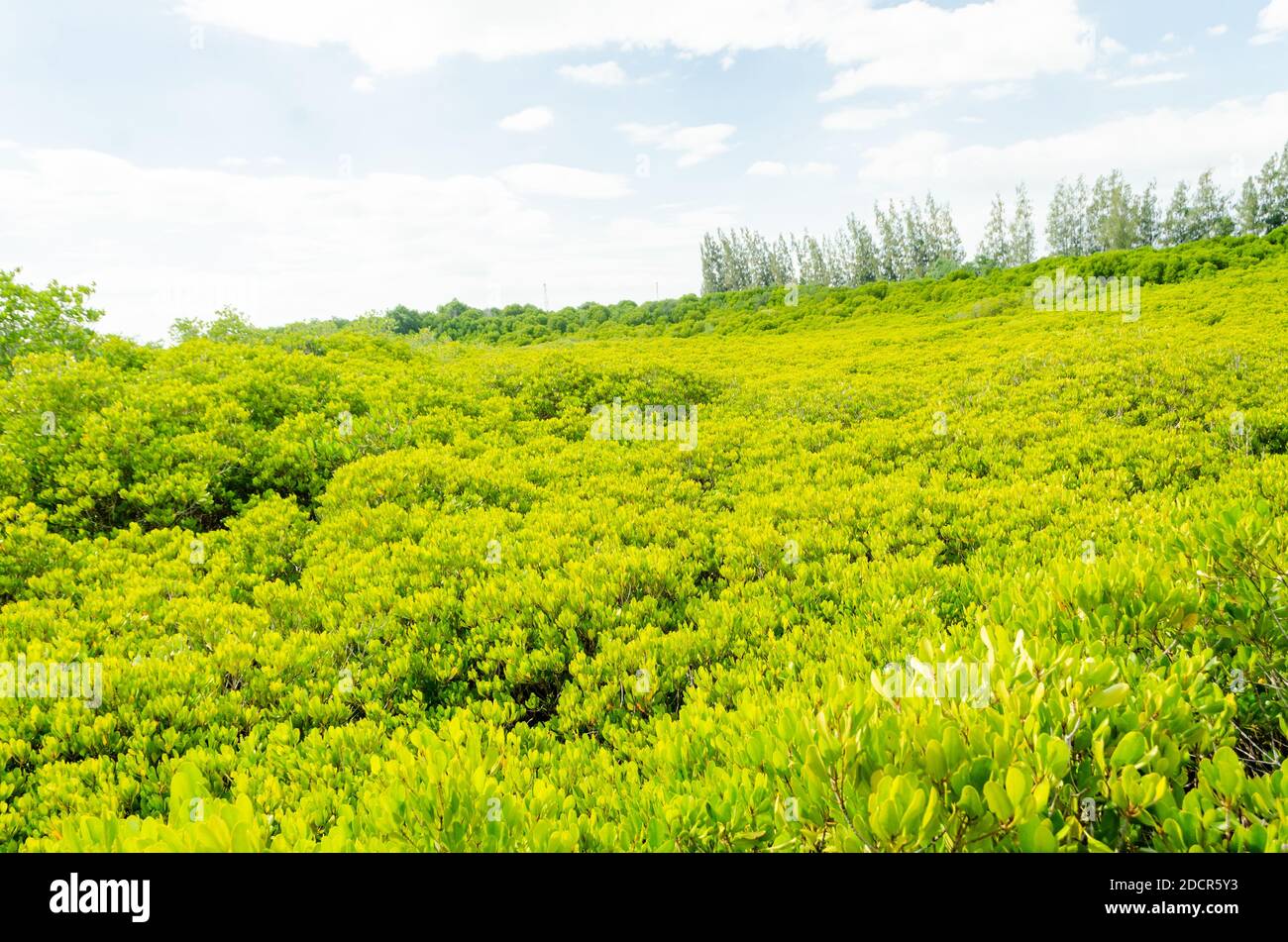 Schöne goldene Mangroven oder ceriops decandra Wald in Thailand Stockfoto