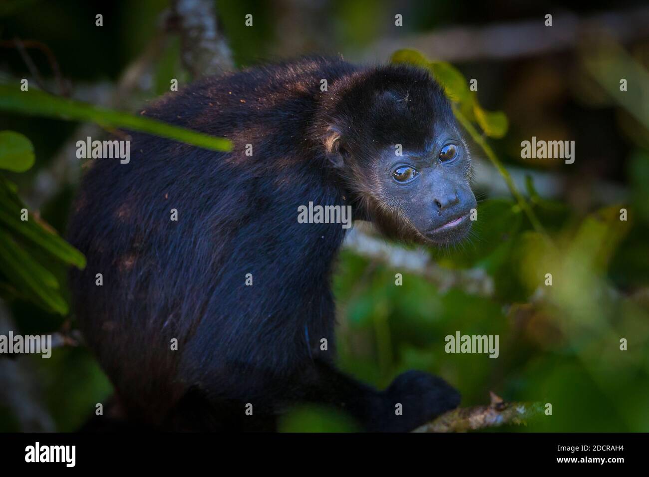 Die Tierwelt Panamas mit dem Mantelbrüllaffen Alouatta palliata im Regenwald des Soberania-Nationalparks, Provinz Colon, Republik Panama. Stockfoto