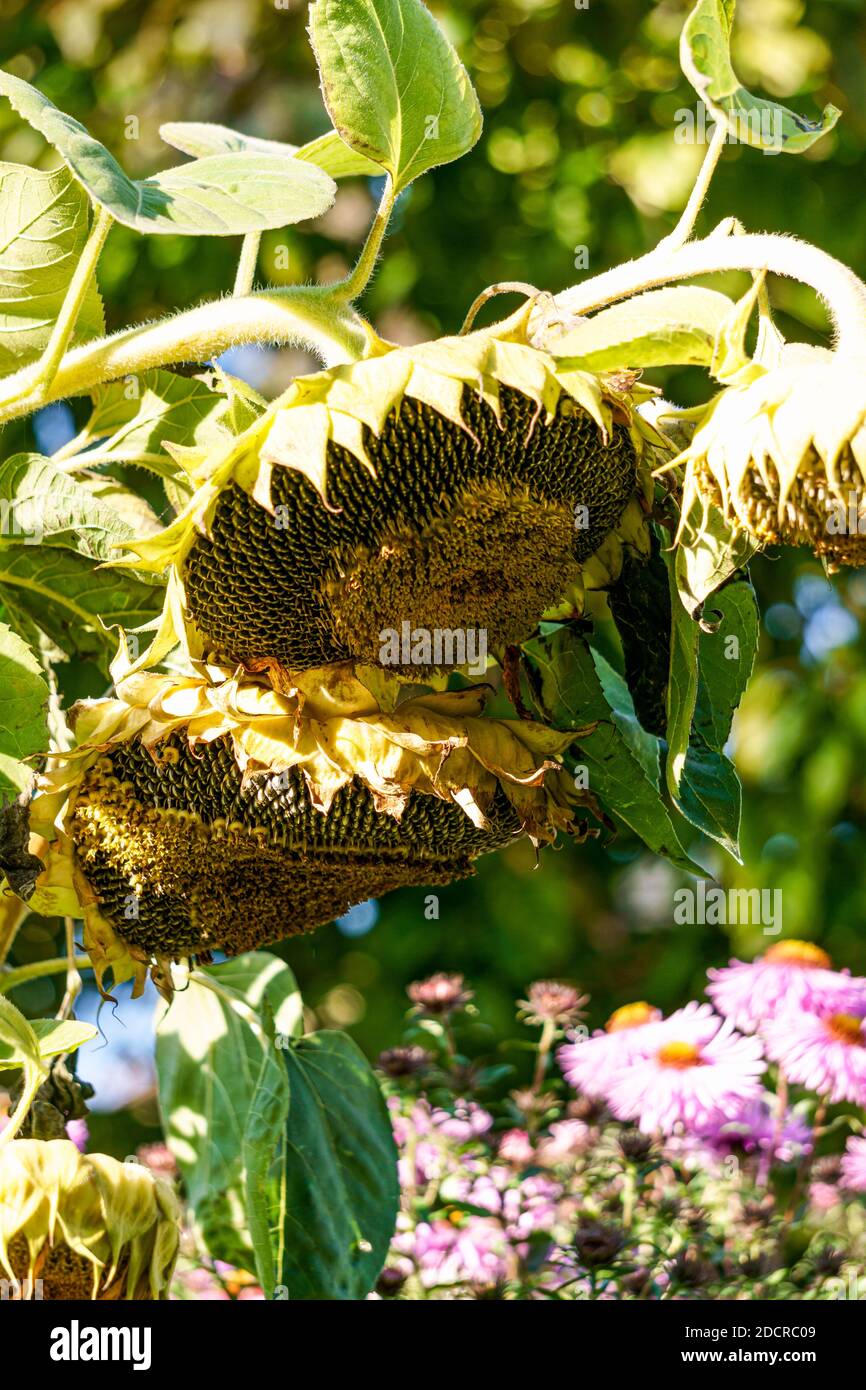 Sonnenblume mit reifen Samen im Garten Stockfoto