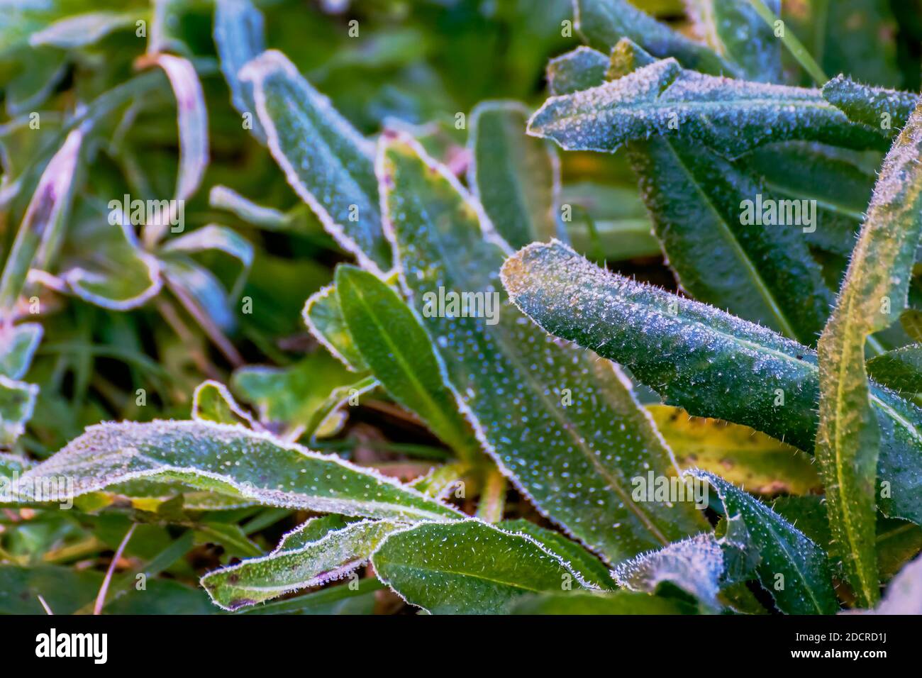 Detail der spontanen Vegetation mit Eiskristallen nach einem bedeckt Winternachtfrost Stockfoto