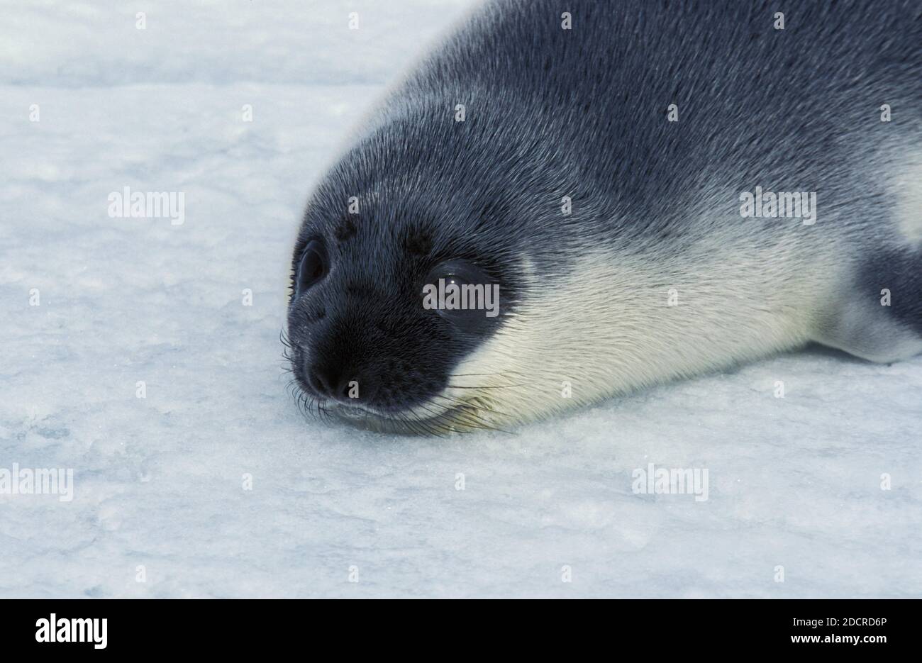 Hooded Seal, cystophora cristata, Pup Stehen auf Icefield, Magdalena Island in Kanada Stockfoto