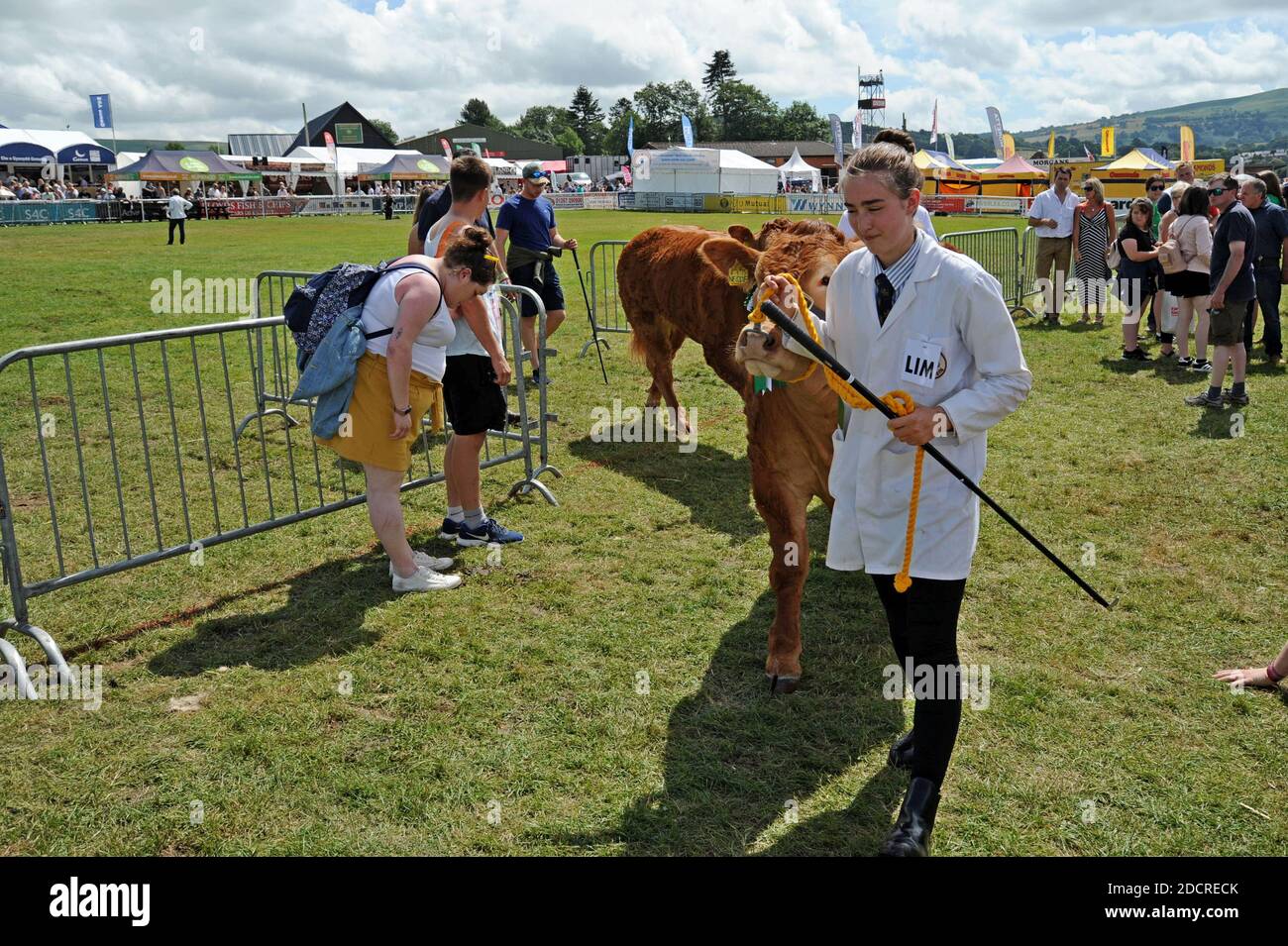 Ein junger Handler führt Rinder aus dem Ausstellungsring bei der 100. Royal Welsh Show 2019, Builth Wells Stockfoto