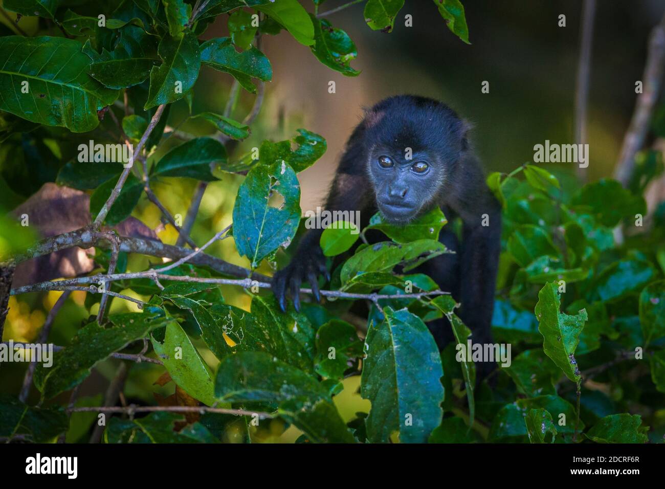 Die Tierwelt Panamas mit einem jungen Mantelbrüllaffen, Alouatta palliata, im Regenwald des Nationalparks Soberania, Republik Panama. Stockfoto