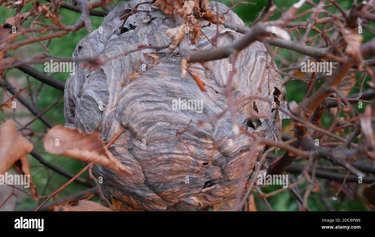 Makro-Nahaufnahme eines Hornissen- oder Wespennestes in einem Hecke Stockfoto