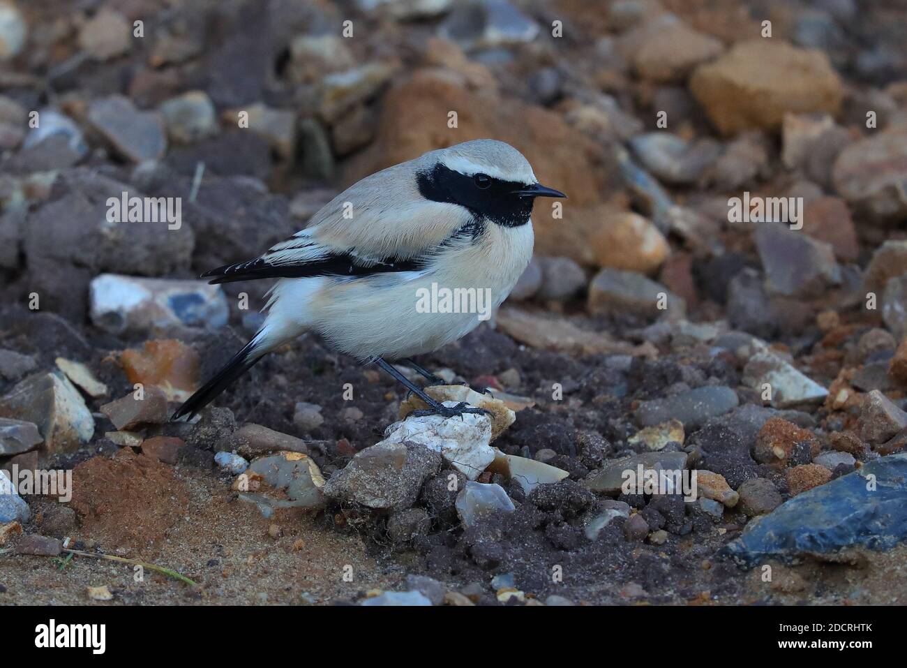 Desert Wheatear für Erwachsene Männer. Stockfoto