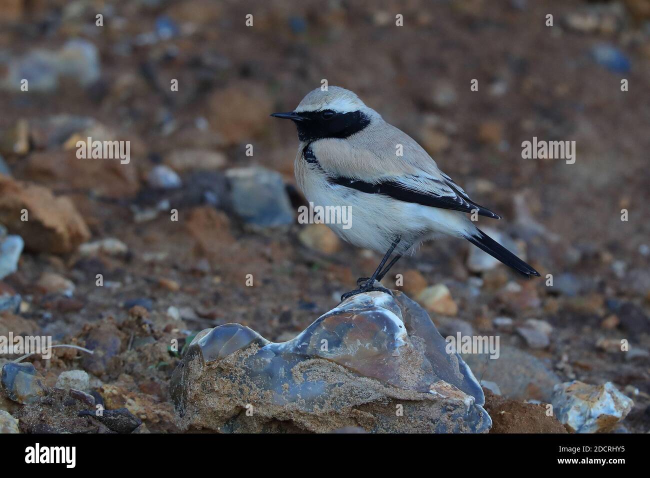 Desert Wheatear für Erwachsene Männer. Stockfoto