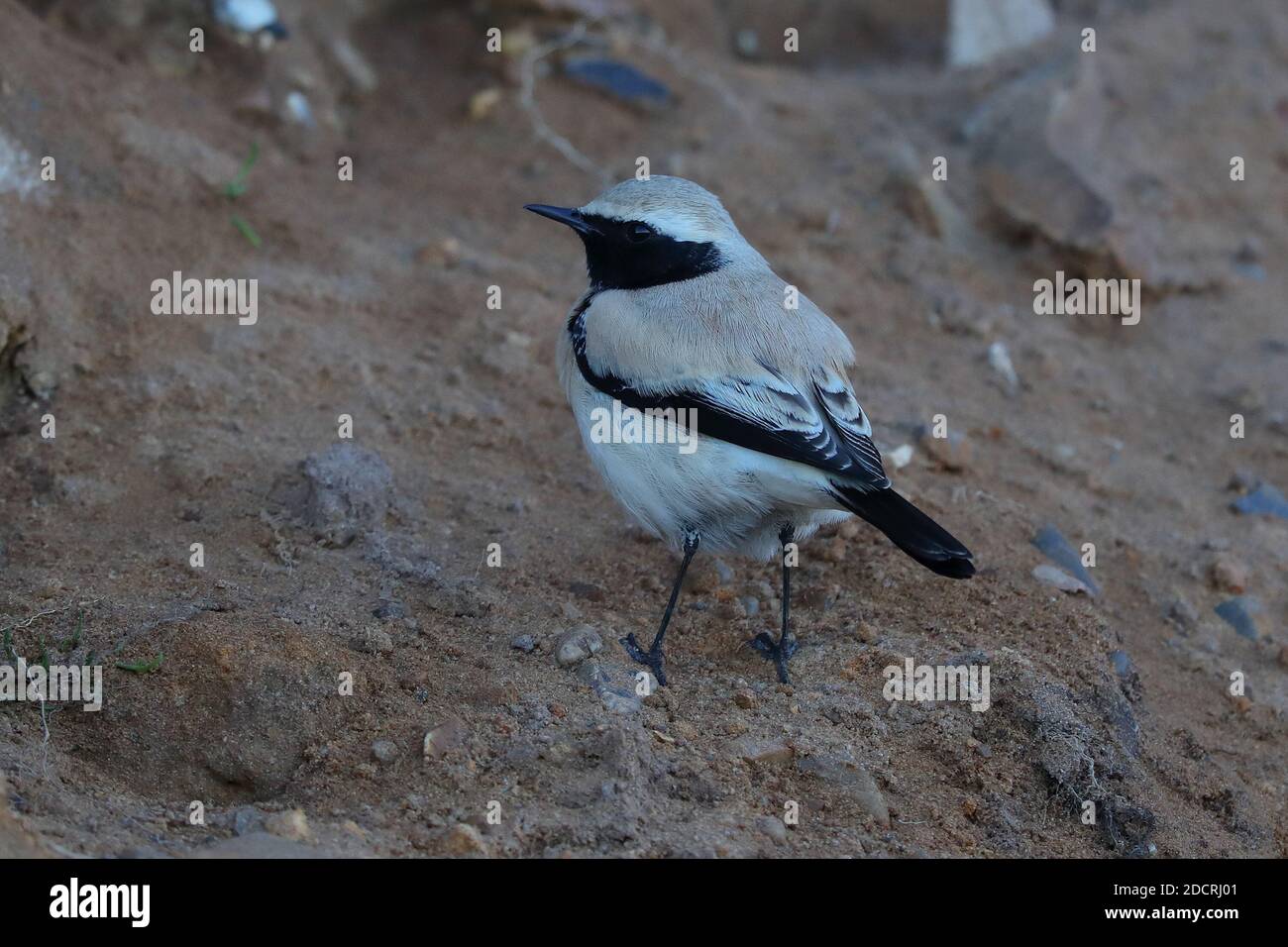 Desert Wheatear für Erwachsene Männer. Stockfoto