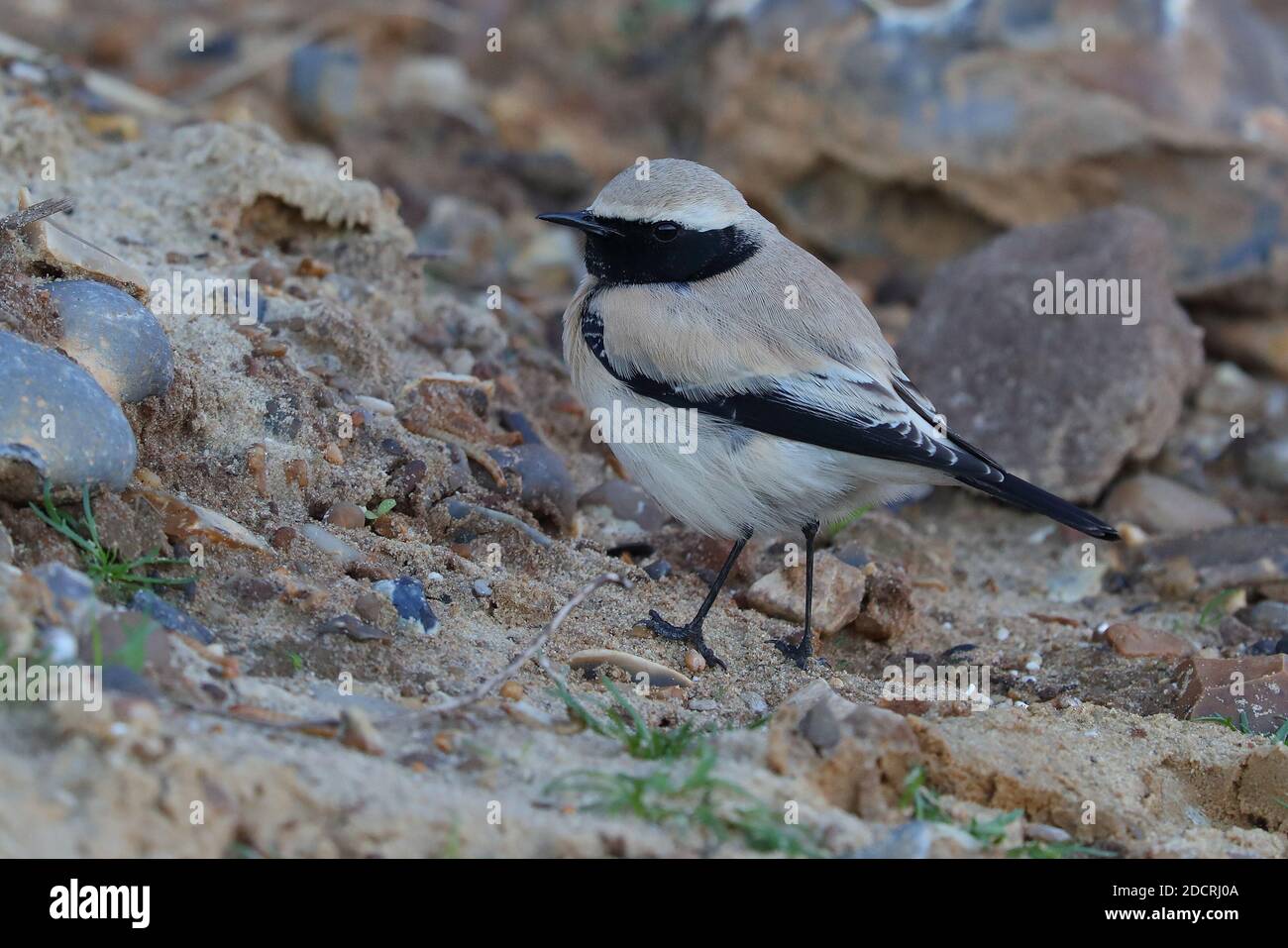 Desert Wheatear für Erwachsene Männer. Stockfoto