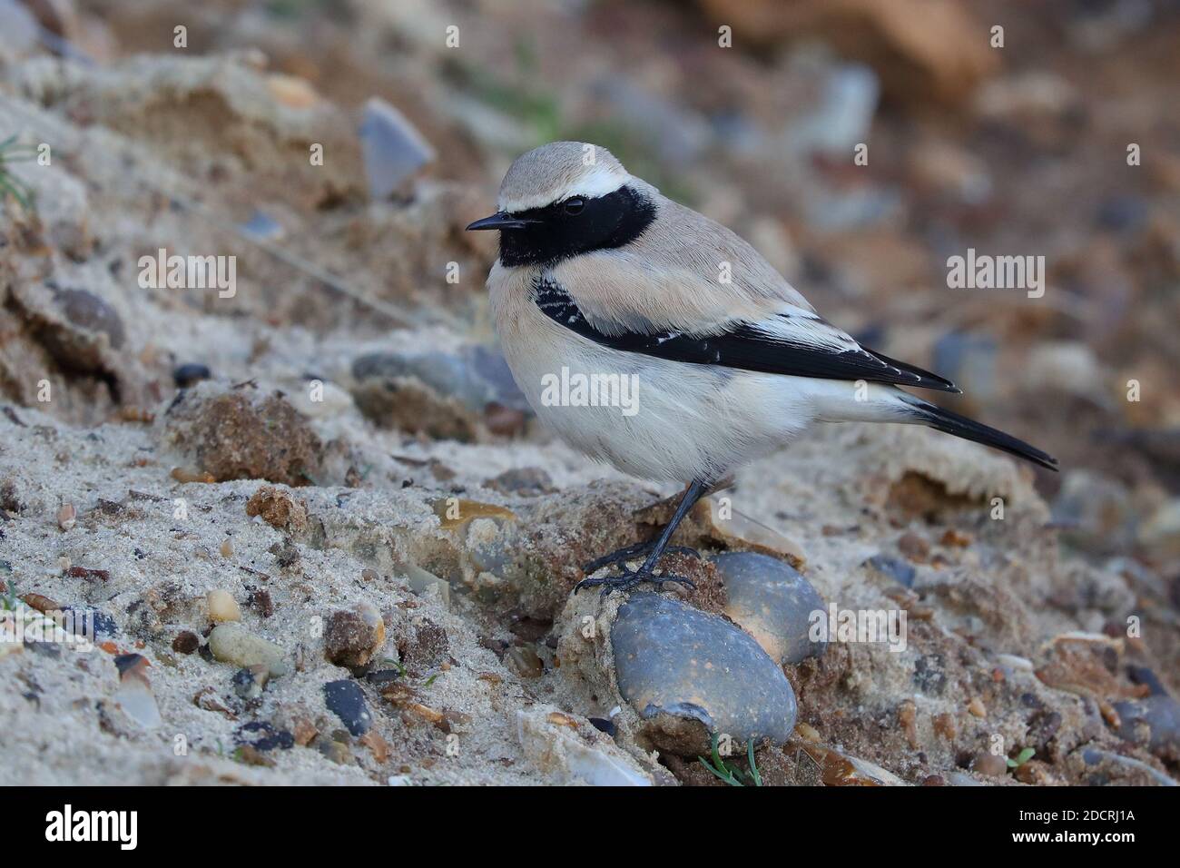 Desert Wheatear für Erwachsene Männer. Stockfoto