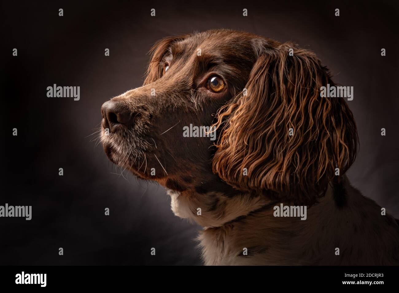 Springer Spaniel-Porträt Stockfoto