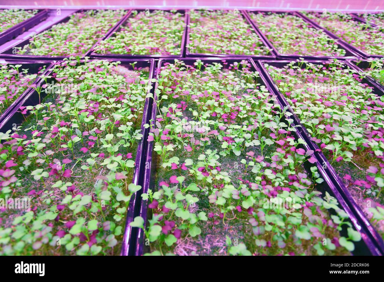 GROSSBRITANNIEN /London / Urban Farms /organisch keimende Samen, die auf aquaponischer, vertikaler urbaner Farm wachsen. Stockfoto