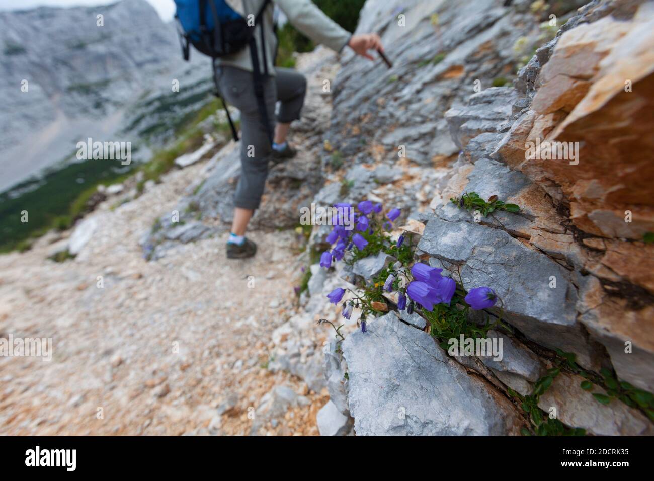 Glockenblume Zois (Favratia zoysii). Mala Mojstrovka, Pass Vršič, Nationalpark Triglav, Julische Alpen, Slowenien, Europa. Stockfoto