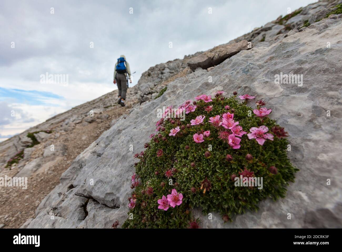 Triglav Rose (Potentilla nitida) mit Wanderer im Hintergrund. Mala Mojstrovka, Julische Alpen, Slowenien, Europa. Stockfoto