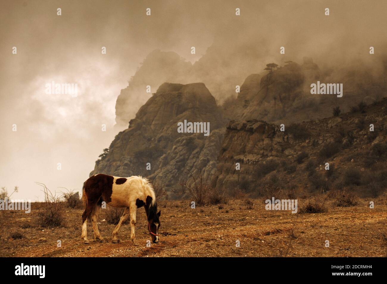 Pferde grasen im Hintergrund von nebligen Bergen. Stockfoto