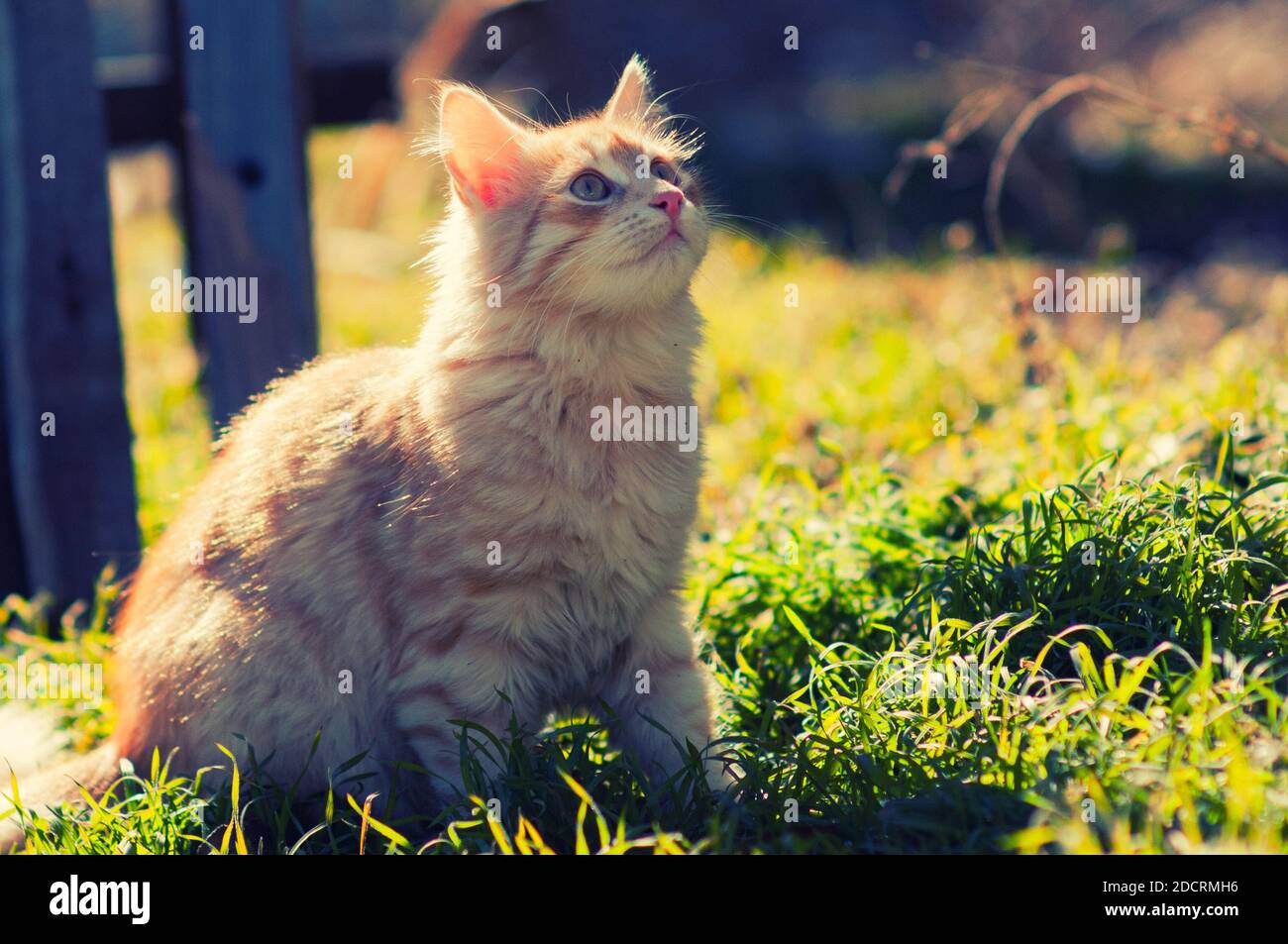 Nette rote Katze, die sich in den Sonnenstrahlen entspannt. Stockfoto
