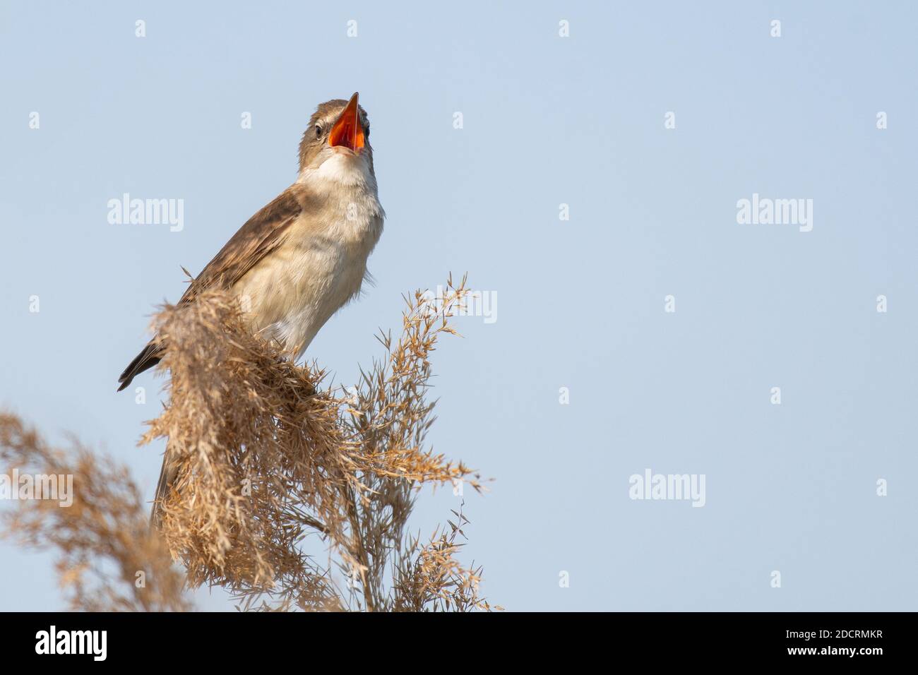 Großer Schilfrohrsänger. Singvogel im Lebensraum. Acrocephalus arundinaceus. Stockfoto