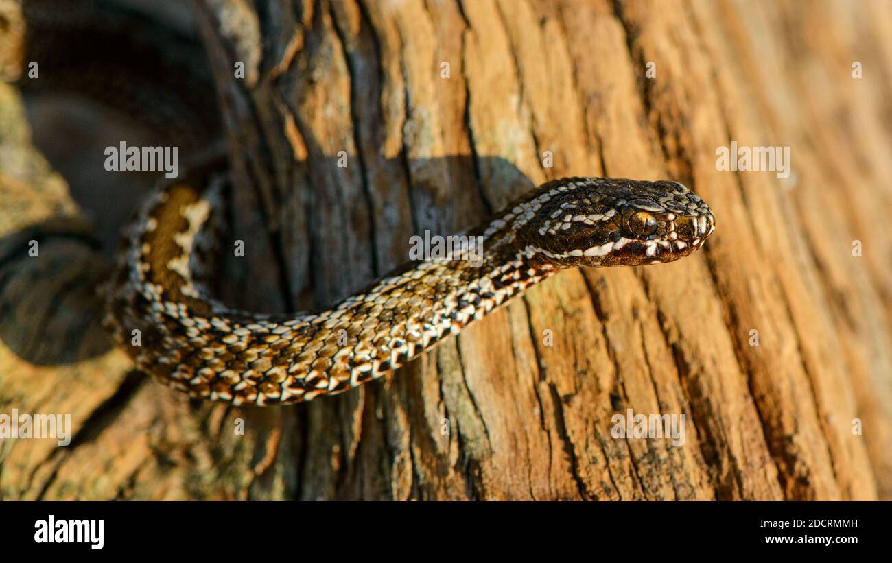 Steppe Viper (Vipera ursinii) giftige Schlange, Nahaufnahme Stockfoto