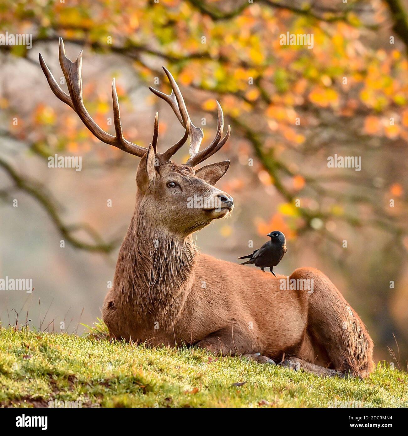 Eine Krähe und ein Hirsch sehen sich an, während die Bräte bei frischem und kaltem Herbstwetter Zecken aus dem Fell der Hirschherde pflücken, die auf dem Ashton Court Estate in Bristol herumlaufen. Stockfoto