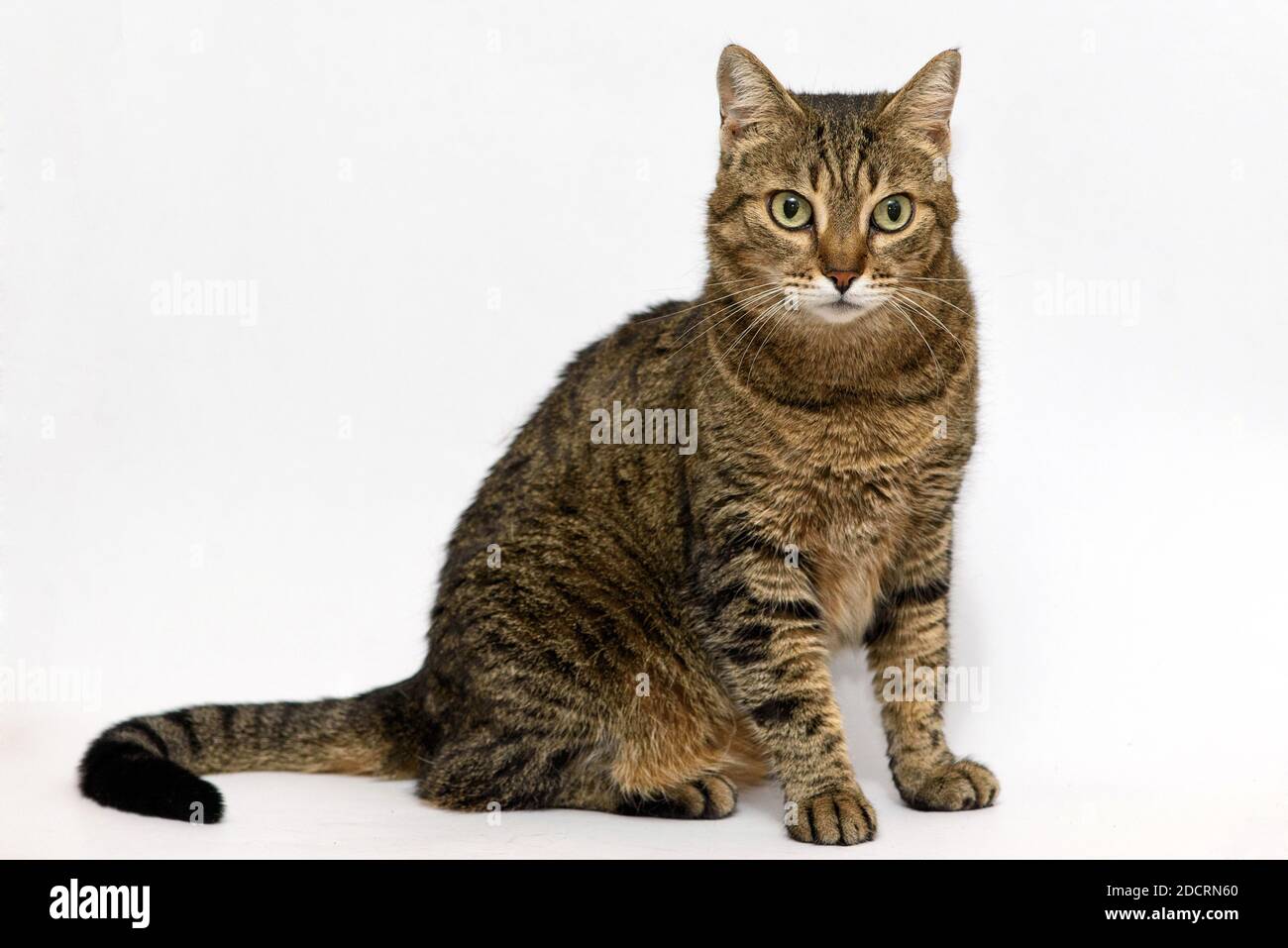 Liebenswert Katze auf weißem Hintergrund. Stockfoto