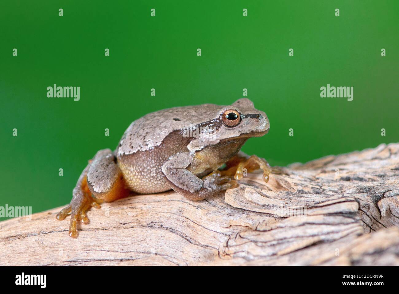 Europäischer grüner Baumfrosch (Hyla arborea früher Rana arborea) auf einem Ast sitzend. Stockfoto
