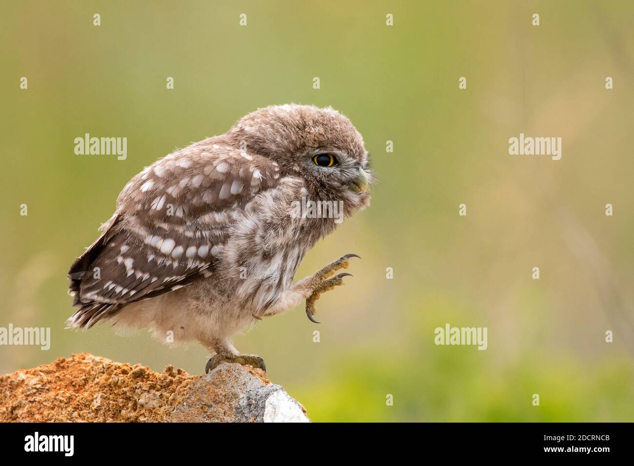 Kleine Eule, Athene noctua, die auf einem Stein sitzt und ihre Federn aufreibt. Junger Vogel. Stockfoto