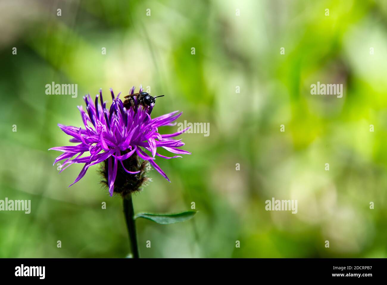 Honigbiene sammelt Nektar von einer rosa Blume, Nahaufnahme einer Blume und Biene Stockfoto