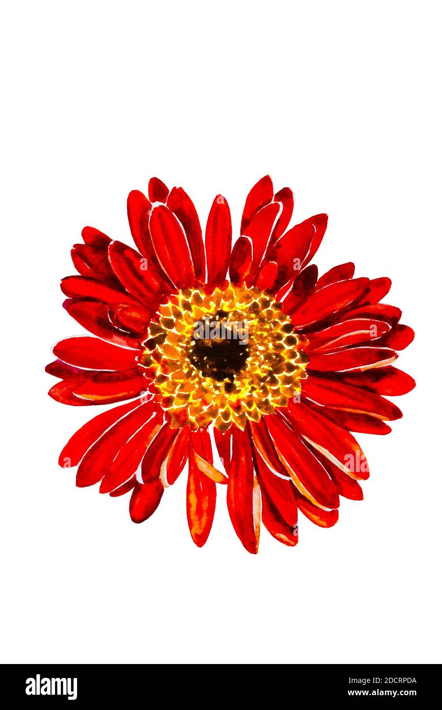 Rote Dahlia oder Gerbera Blütenkopf mit Yeloow Zentrum original Aquarelldarstellung Stockfoto