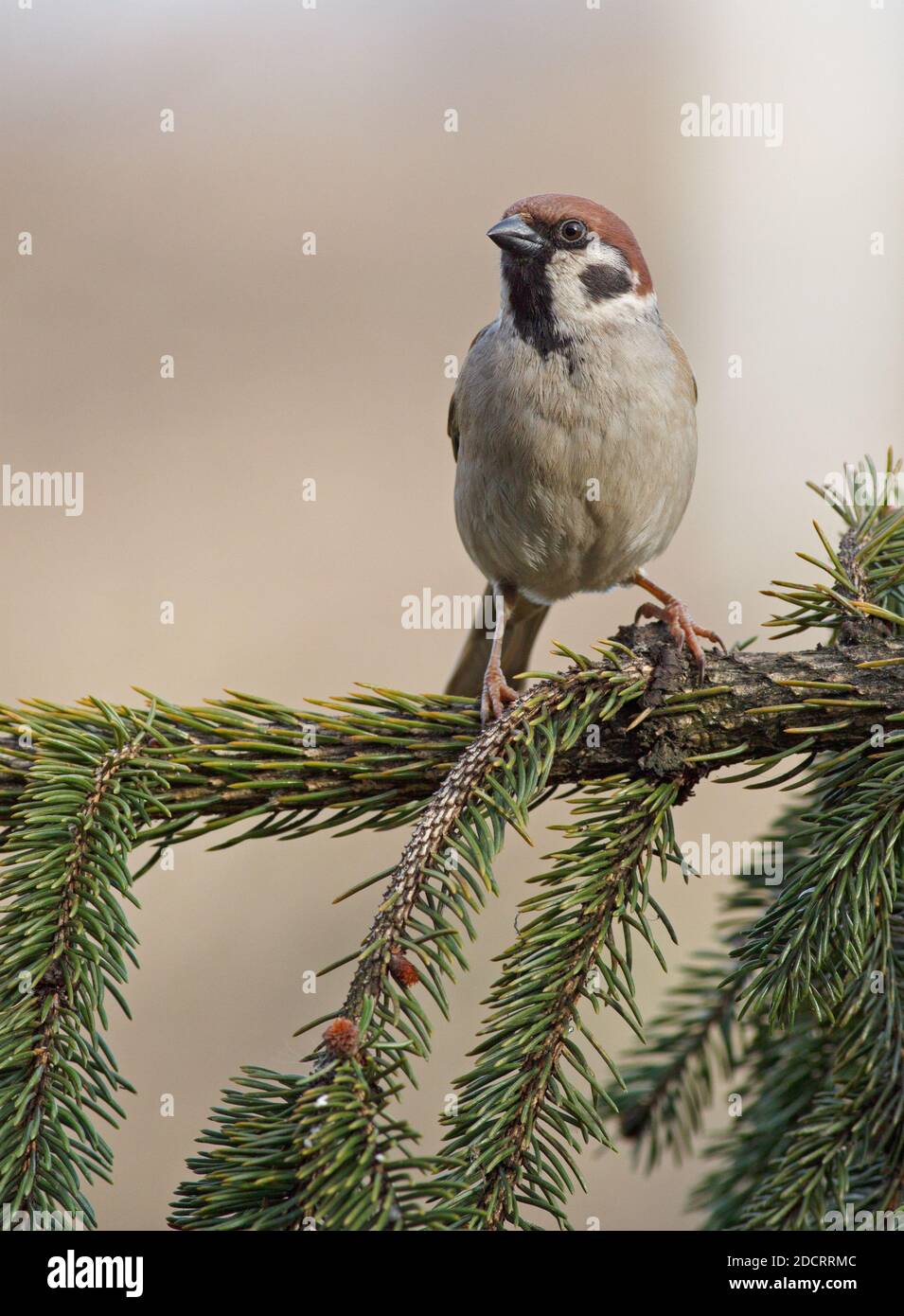 Portrait-Baumsperling (Passer montanus) sitzend auf Kiefernzweig mit isoliertem Hintergrund und Kopierraum. Stockfoto