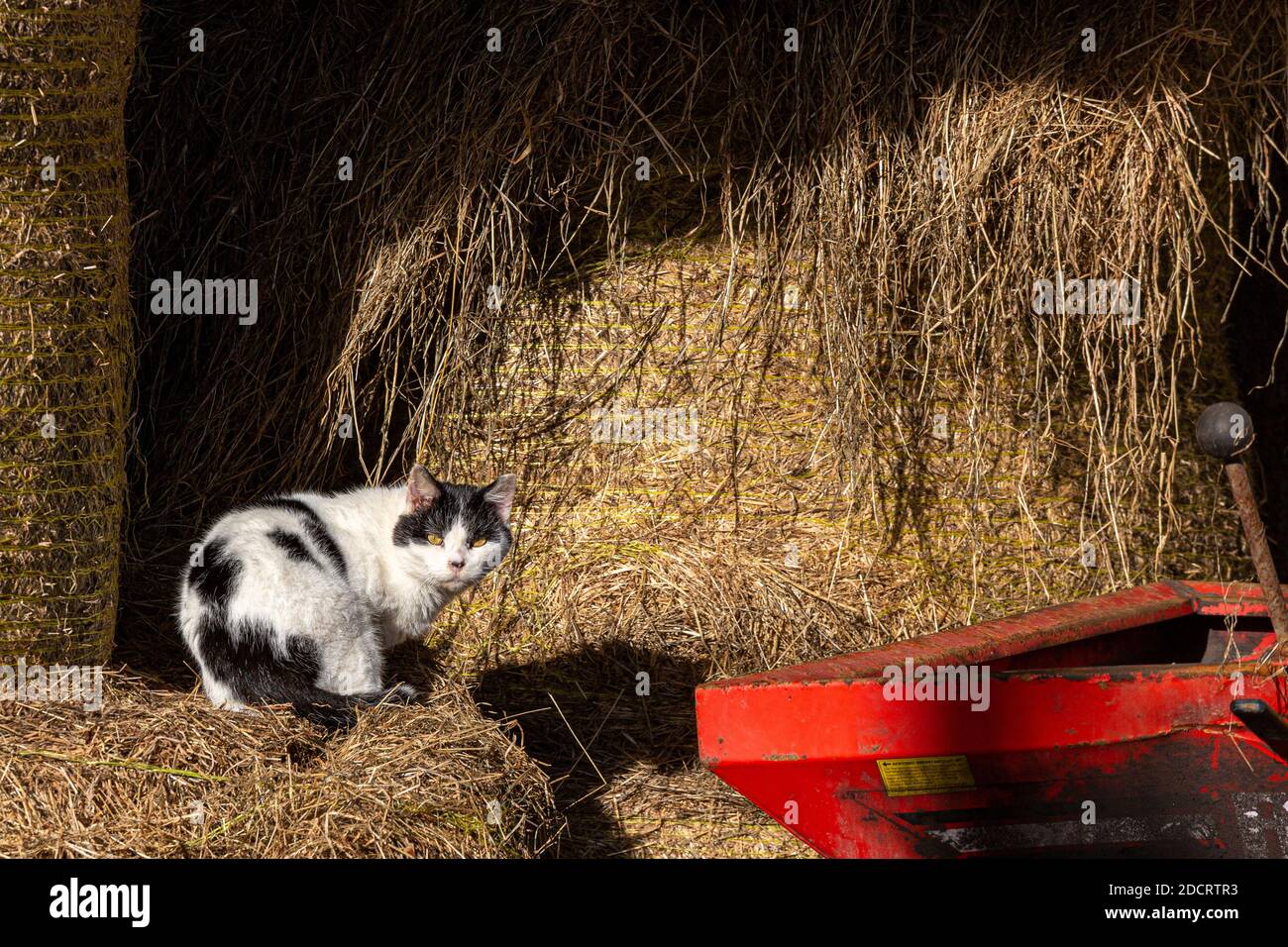 Schwarze und weiße Farmkatze auf Heuballen auf Ackerland, County Kerry, Irland Stockfoto